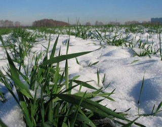 На Житомирщині 11% посівів озимих зернових перебувають у слабкому стані
